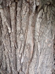 Populus × berolinensis