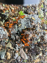 Solorina crocea