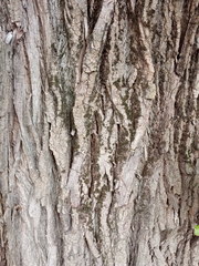 Populus × berolinensis