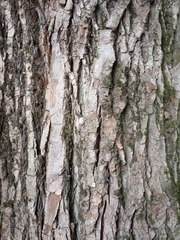 Populus × berolinensis