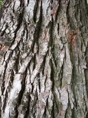 Populus × berolinensis