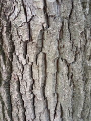Populus × berolinensis