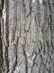Populus × berolinensis