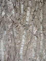 Populus × berolinensis