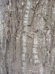 Populus × berolinensis