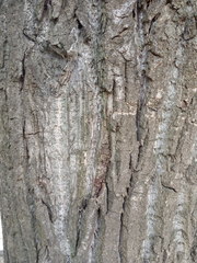 Populus × berolinensis