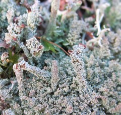 Cladonia parasitica