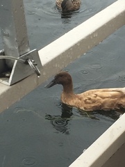 Anas platyrhynchos domesticus