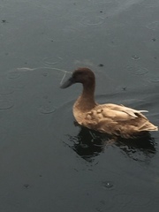 Anas platyrhynchos domesticus