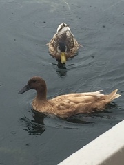 Anas platyrhynchos domesticus