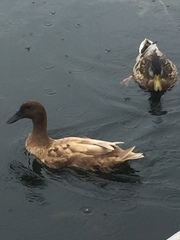 Anas platyrhynchos domesticus