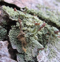 Cladonia parasitica
