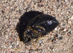 Eusattus muricatus