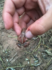 Physalaemus biligonigerus