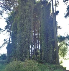 Muehlenbeckia complexa