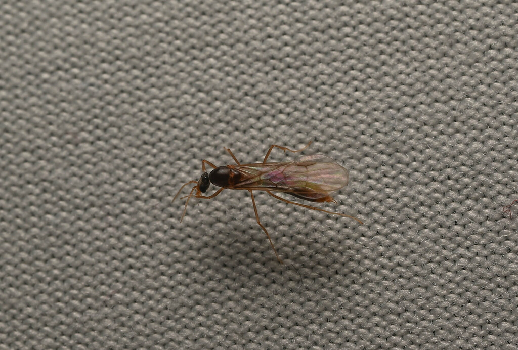 Linepithema fuscum