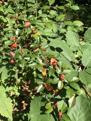 Cotoneaster divaricatus