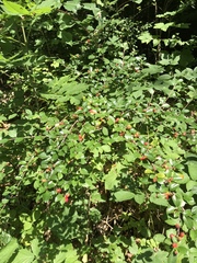Cotoneaster divaricatus