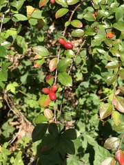 Cotoneaster divaricatus