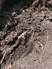 Pasimachus elongatus