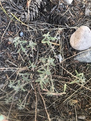 Odontarrhena muralis