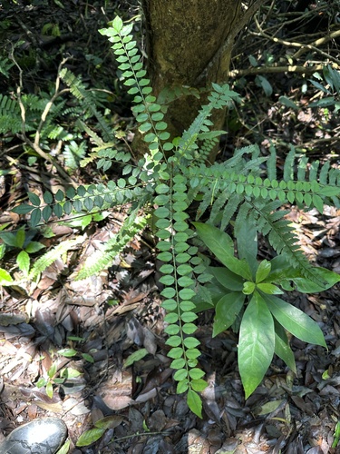 Zanthoxylum scandens iNat (3)