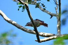 Piranga roseogularis