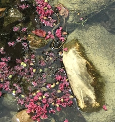 Thamnophis cyrtopsis ocellatus