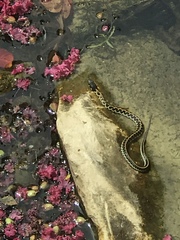 Thamnophis cyrtopsis ocellatus