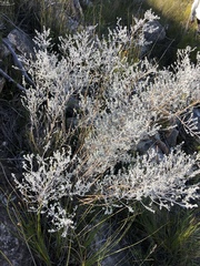 Amphithalea phylicoides