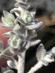 Amphithalea phylicoides