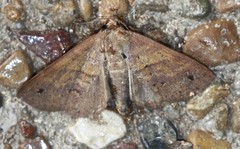 Ophyx eurrhoa