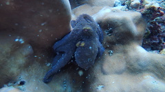 Octopus hubbsorum