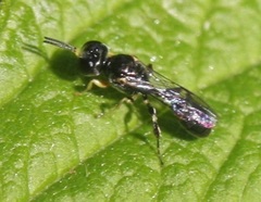 Rhopalum
