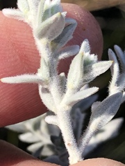 Amphithalea phylicoides