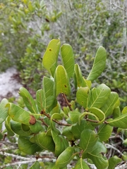 Quercus inopina