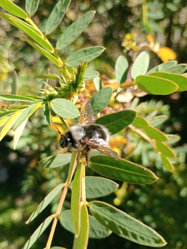 Photo of Gray-backed Bumble Bee (Bombus funebris)