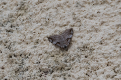 Aplocera praeformata