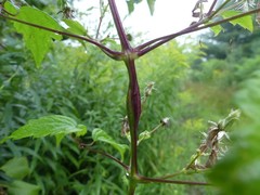 Neolasioptera clematidis