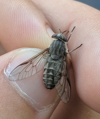 Hybomitra microcephala