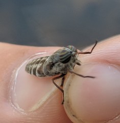 Hybomitra microcephala