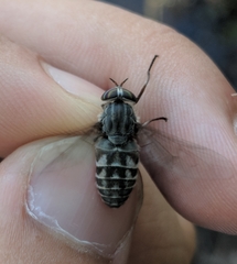 Hybomitra microcephala