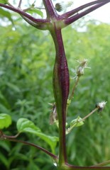 Neolasioptera clematidis
