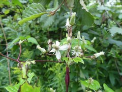 Neolasioptera clematidis