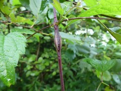 Neolasioptera clematidis