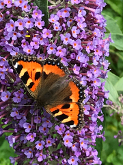 Aglais urticae