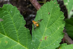 Acidia cognata