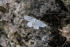 Gnophini