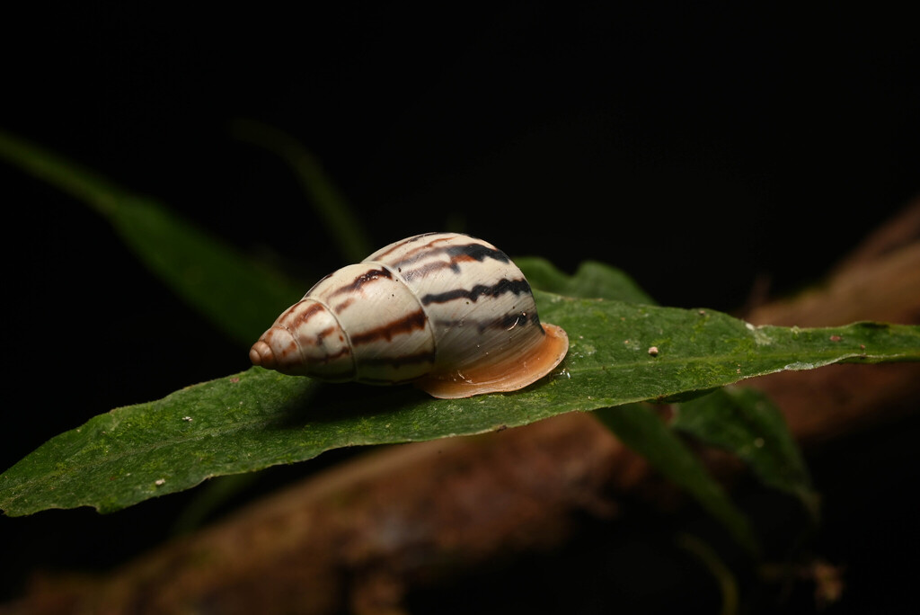 Drymaeus strigatus