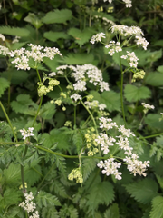 Anthriscus sylvestris